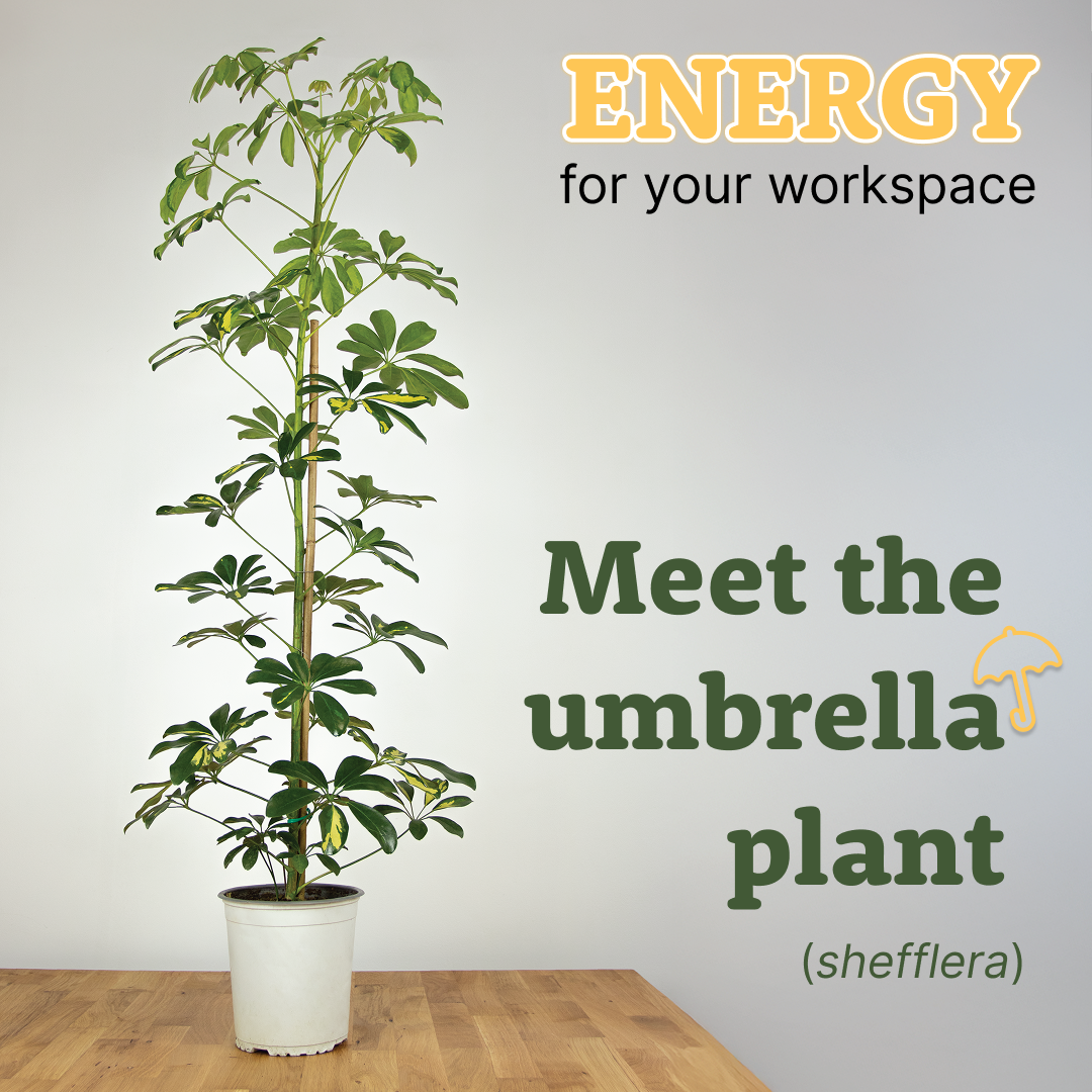The Umbrella Plant