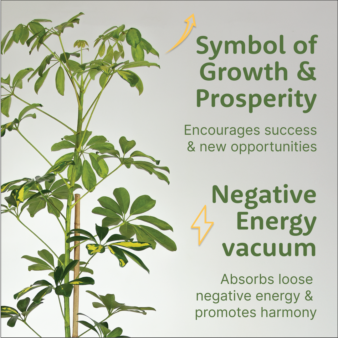 The Umbrella Plant