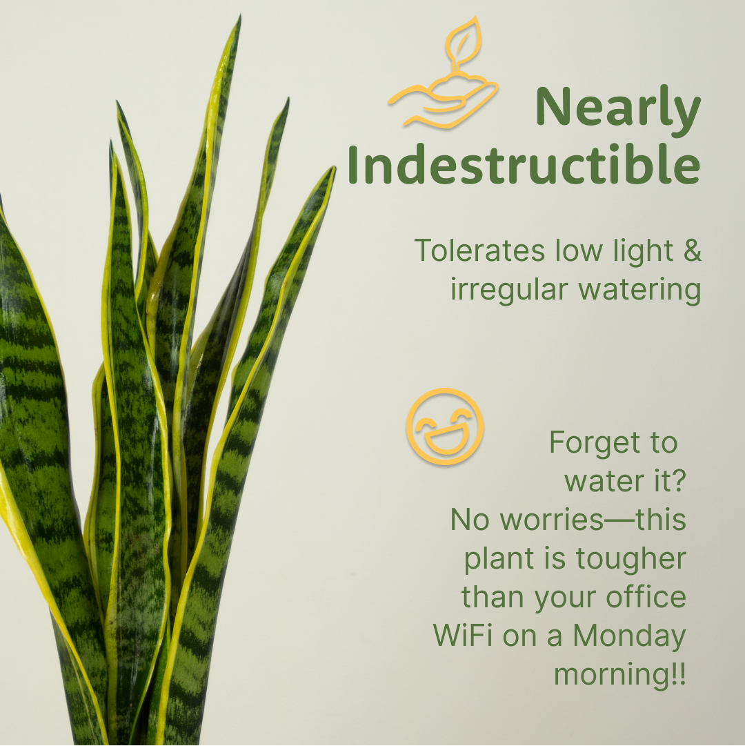 The Snake Plant