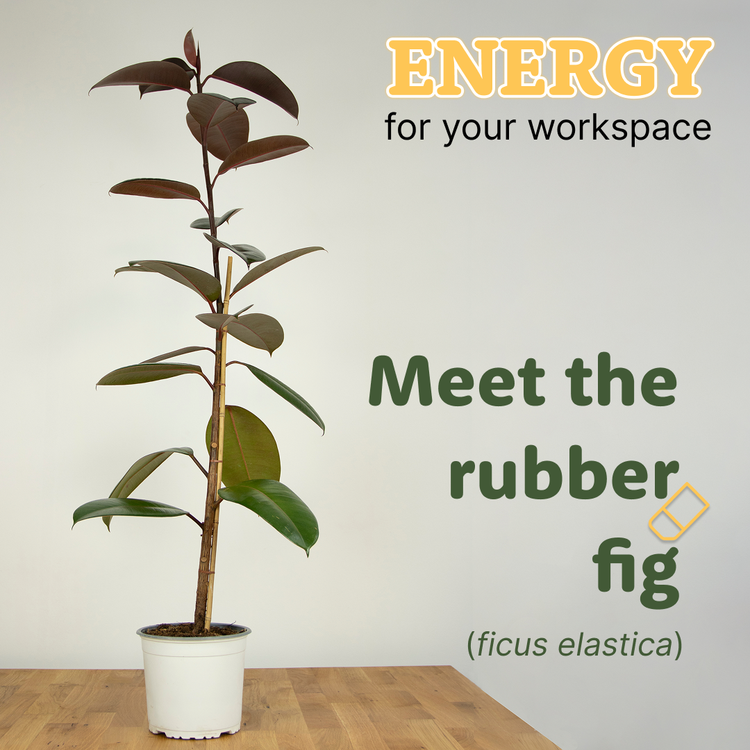 The Rubber Fig