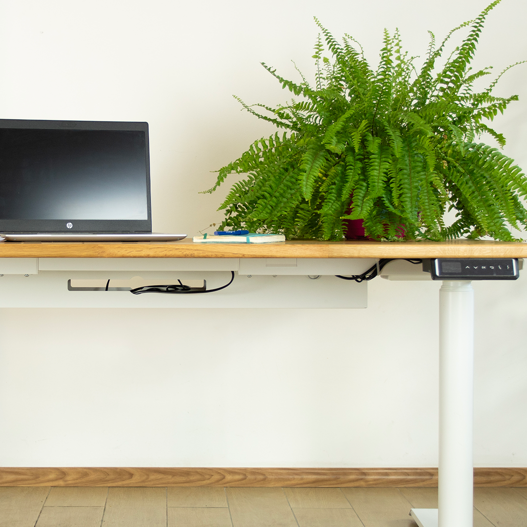 Fern polypodiopsida plant indoor outdoor office plant 