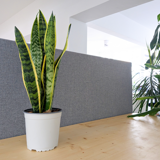 The Snake Plant