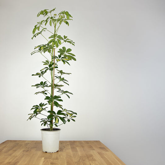 The Umbrella Plant