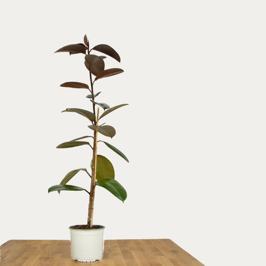 The Rubber Fig
