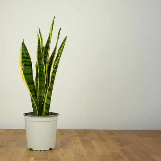 The Snake Plant