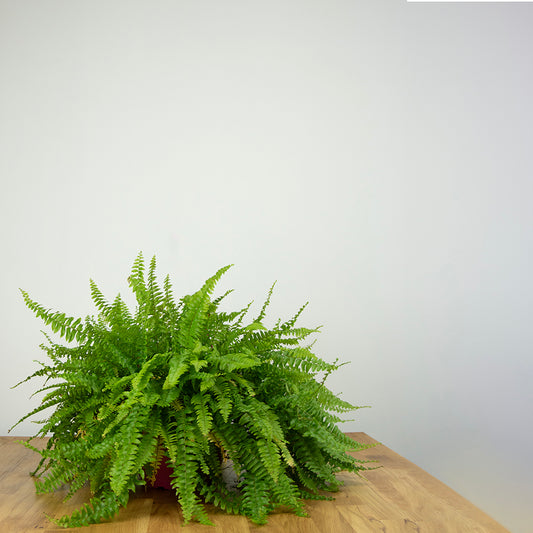 The Fern