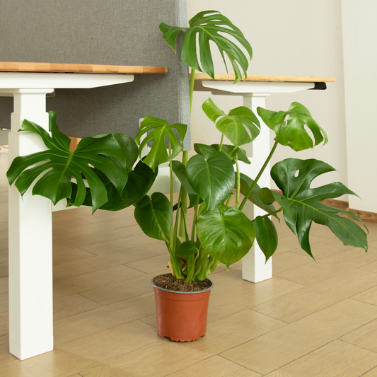 The Swiss cheese plant