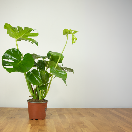 The Swiss cheese plant