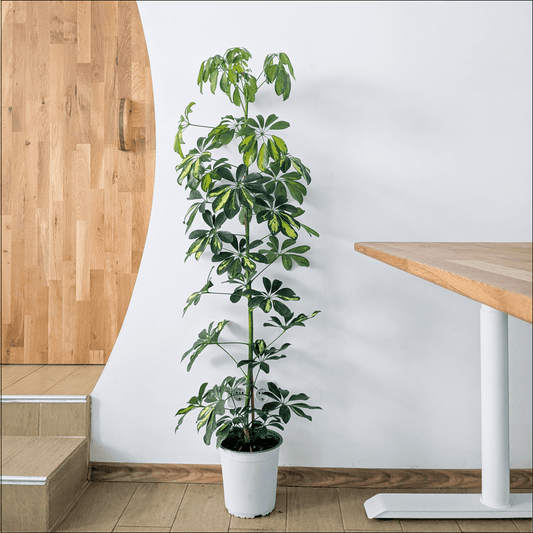 The Umbrella Plant