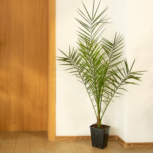 The phoenix palm plant indoor outdoor office plant